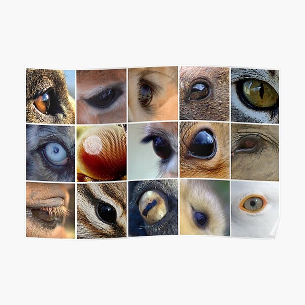 Animal Eyes Poster