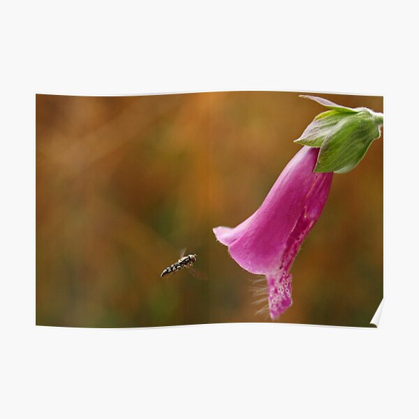 Hover Fly with Foxglove Poster