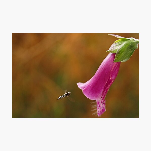 Hover Fly with Foxglove Photographic Print