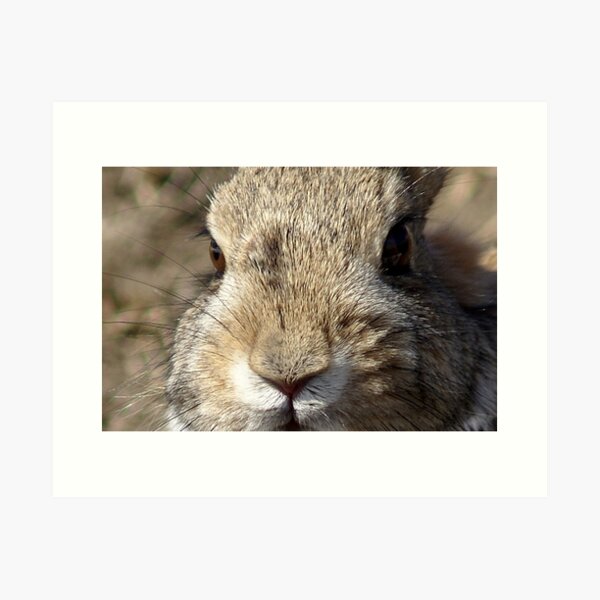Bunny Art Print