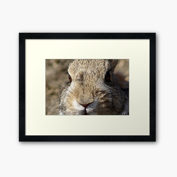 Bunny Framed Art Print