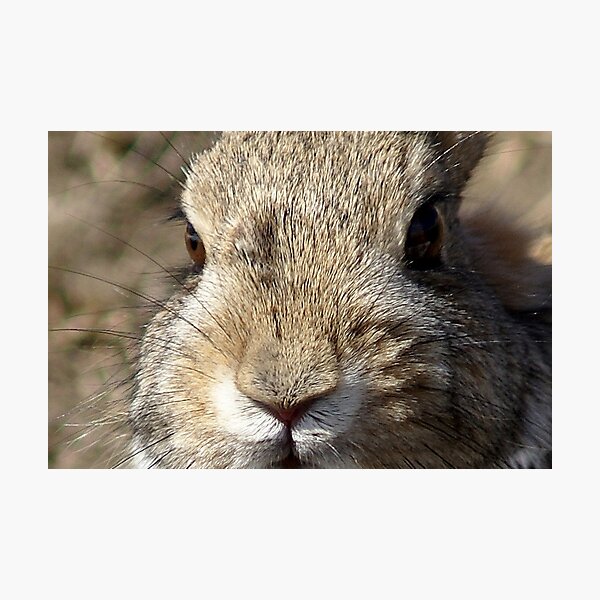 Bunny Photographic Print