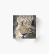 Bunny Acrylic Block