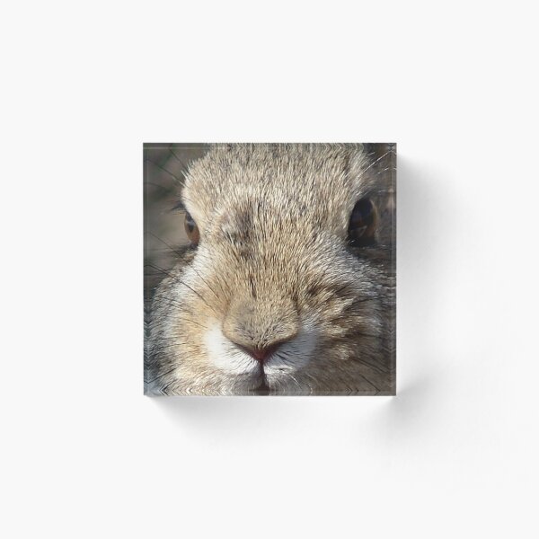 Bunny Acrylic Block