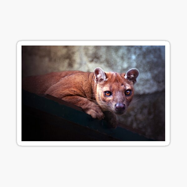 Item preview, Fossa designed and sold by Savannah Gibbs.