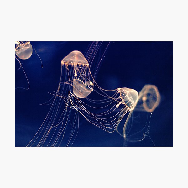 Silent dancers Photographic Print