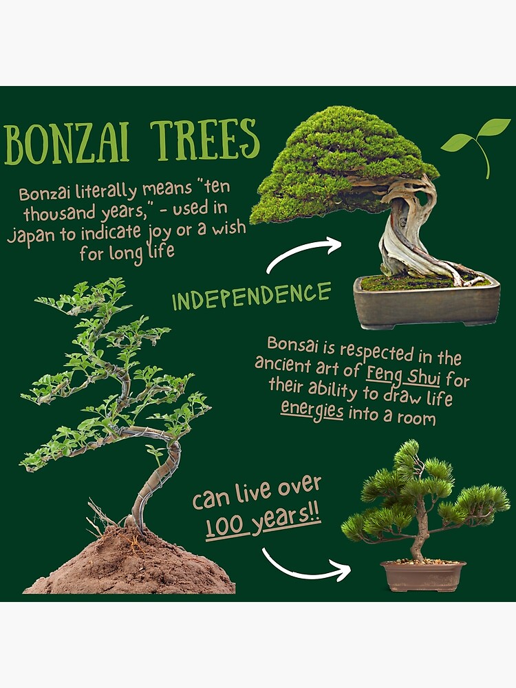 Facts About the Bonsai Tree: Fascinating Secrets Revealed - bonsaitalks.com