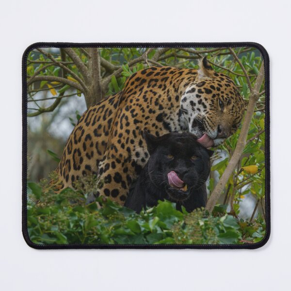 Item preview, Jaguar In Love designed and sold by rawshutterbug.