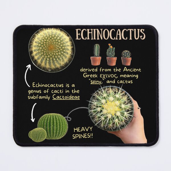 Item preview, Echinocactus Succulent Fun Fact designed and sold by KyleNesas.