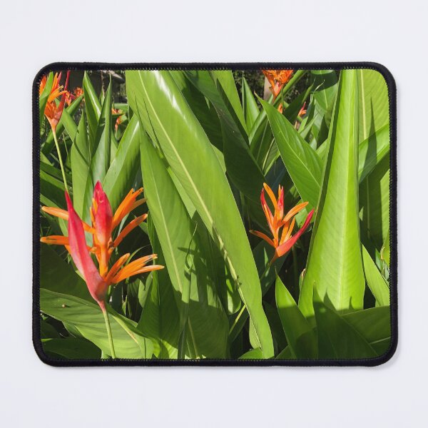 Item preview, Ginger plants  designed and sold by ljdewet.