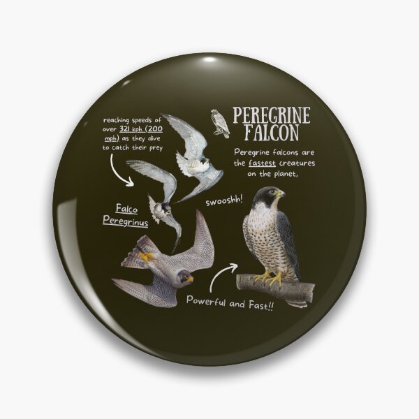 Item preview, Peregrine Falcon Fun Fact designed and sold by KyleNesas.