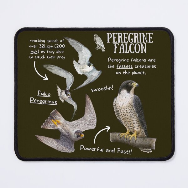 Item preview, Peregrine Falcon Fun Fact designed and sold by KyleNesas.