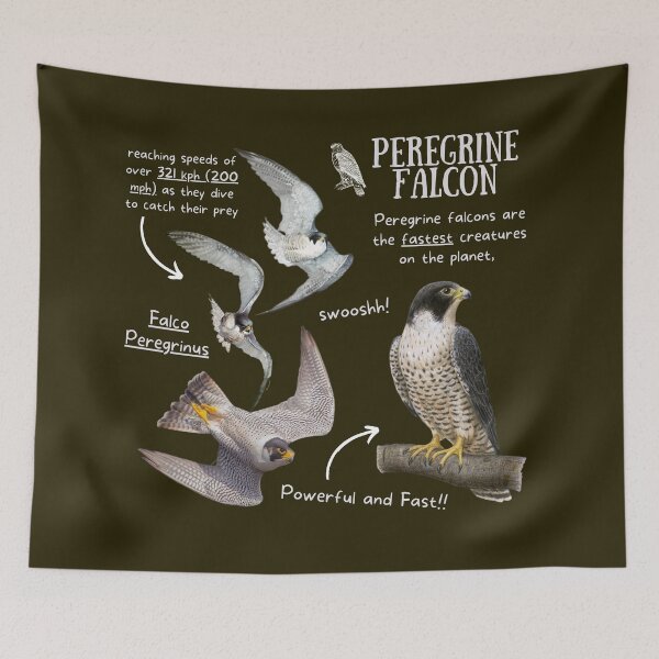 Item preview, Peregrine Falcon Fun Fact designed and sold by KyleNesas.