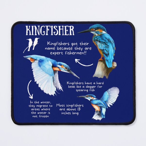 Item preview, Kingfisher Fun Fact designed and sold by KyleNesas.