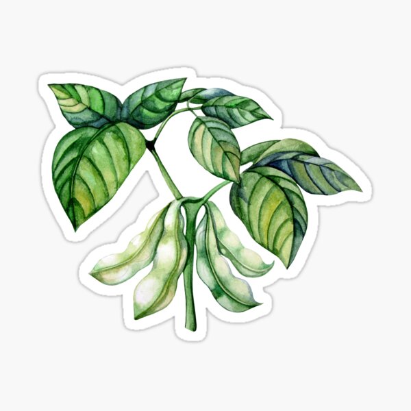 Item preview, Set of watercolor soy plants designed and sold by Ekaterina Glazkova.