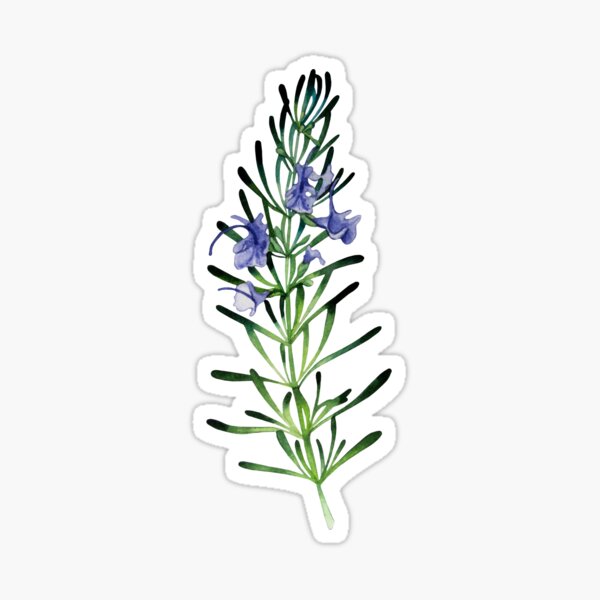 Watercolor rosemary twig Sticker