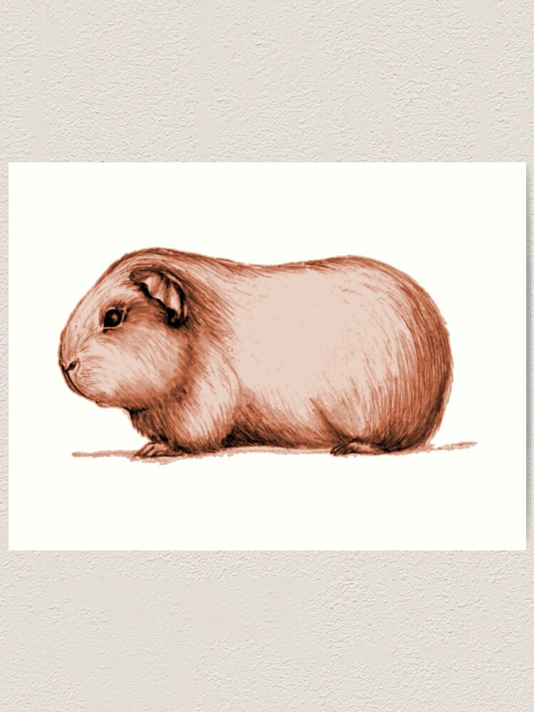 Guinea Pig Breeds: Short Haired Smooth Coated Art Print