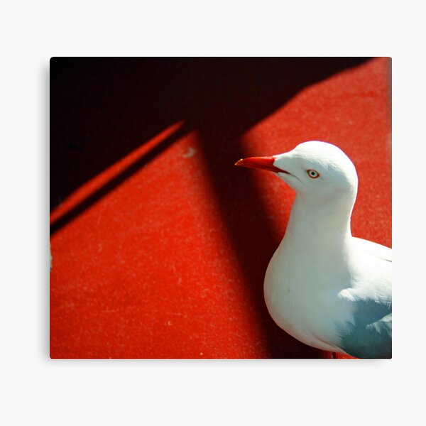 Seagull on Red Canvas Print