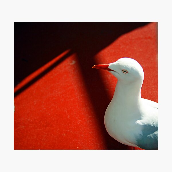 Seagull on Red Photographic Print