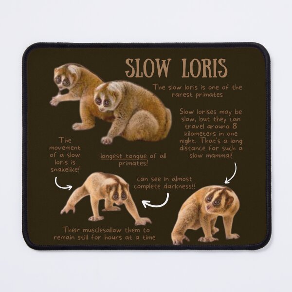 Item preview, Slow Loris Fun Facts designed and sold by KyleNesas.