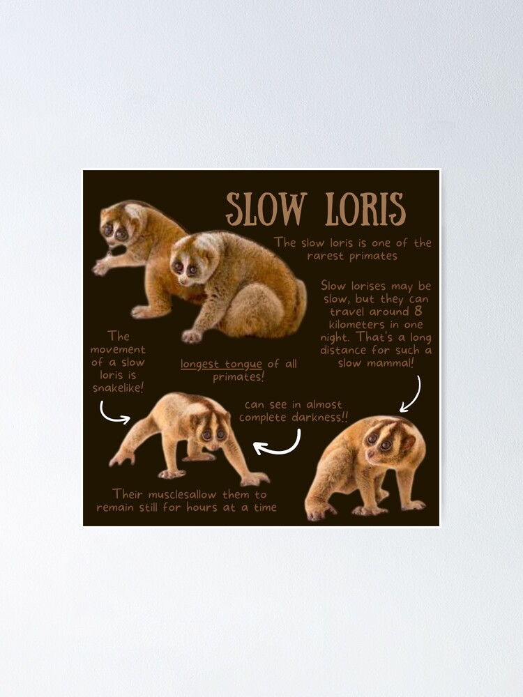 Moth Sticker – Slow Loris