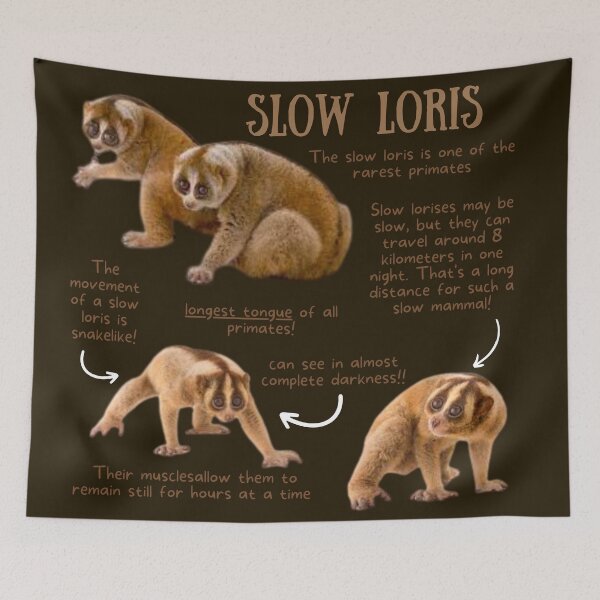 Item preview, Slow Loris Fun Facts designed and sold by KyleNesas.