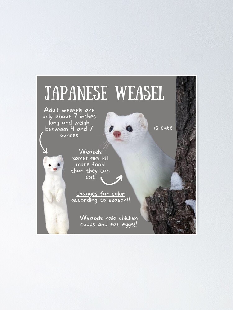 "Japanese Weasel Fun Facts" Poster for Sale by KyleNesas Redbubble
