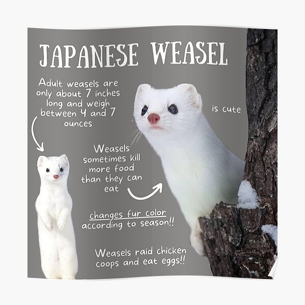 "Japanese Weasel Fun Facts" Poster for Sale by KyleNesas Redbubble