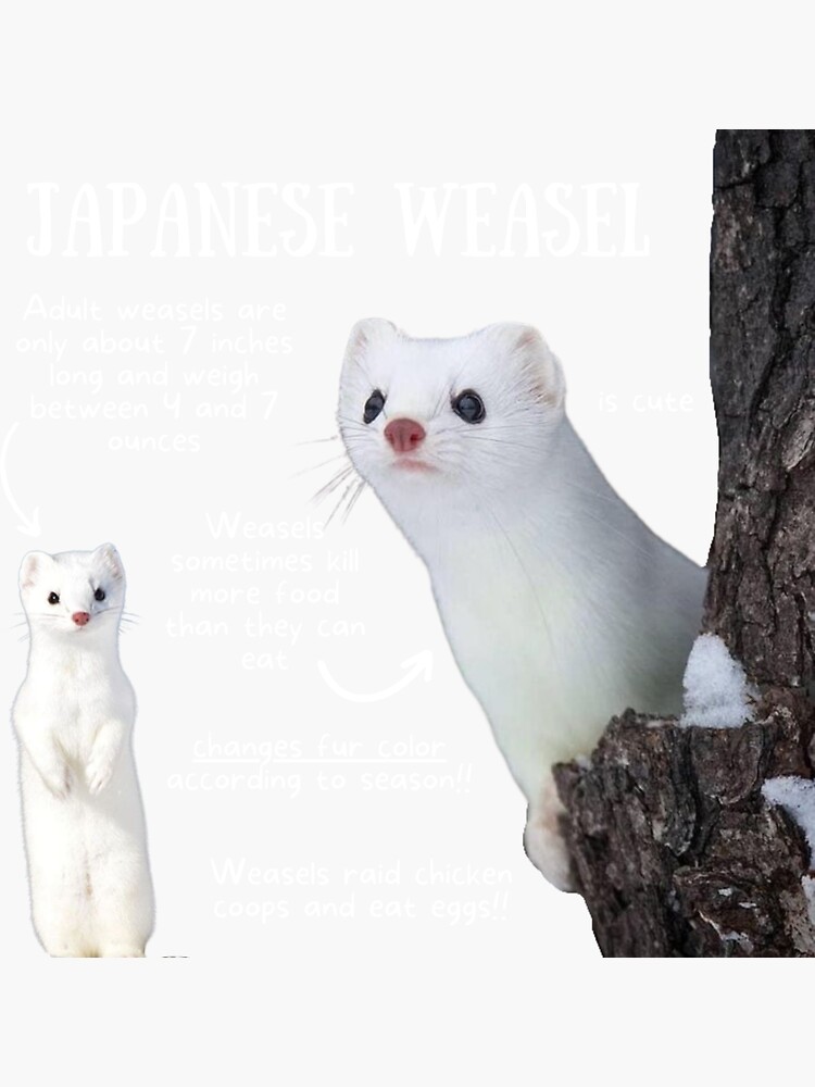 "Japanese Weasel Fun Facts" Sticker by KyleNesas Redbubble