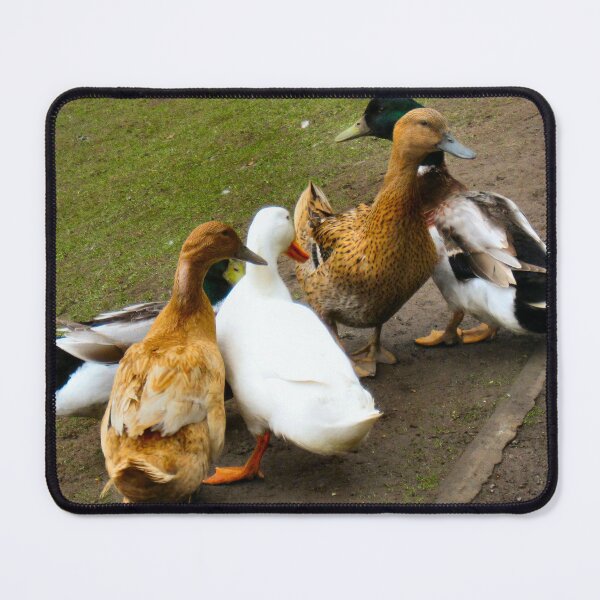 Item preview, Dithering Ducks designed and sold by ronsaunders47.