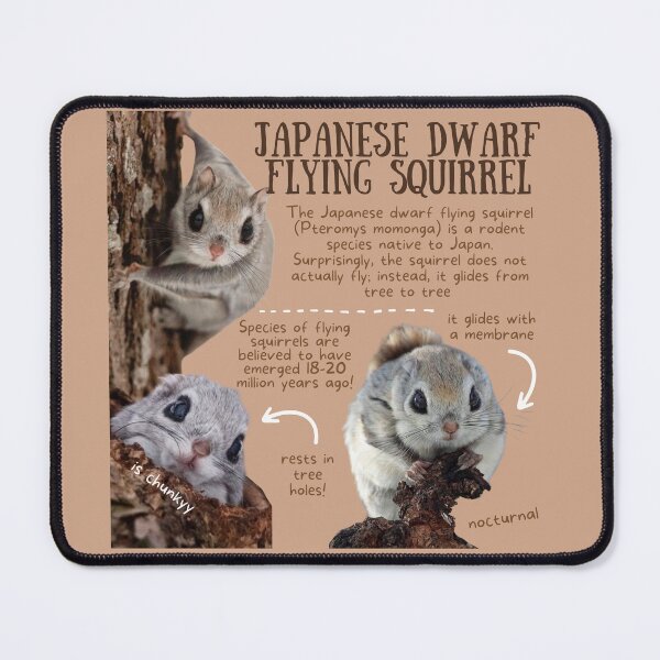 Item preview, Japanese Dwarf Flying Squirrel Fun Facts designed and sold by KyleNesas.