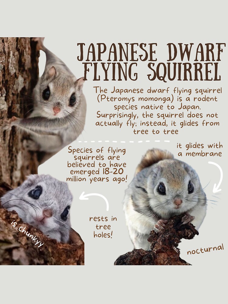 Japanese flying hot sale squirrel pet