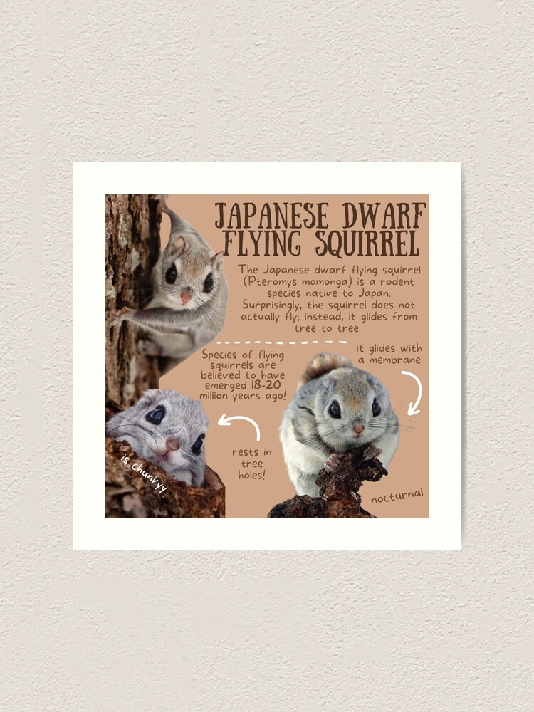 Japanese Dwarf Flying Squirrel Fun Facts Art Print For Sale By