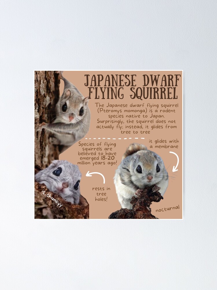 Japanese dwarf flying squirrel pet hot sale for sale