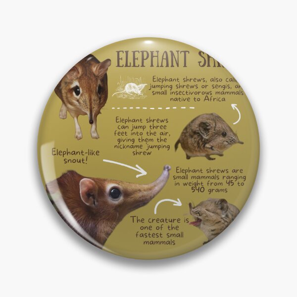 Item preview, Elephant Shrew Fun Facts designed and sold by KyleNesas.