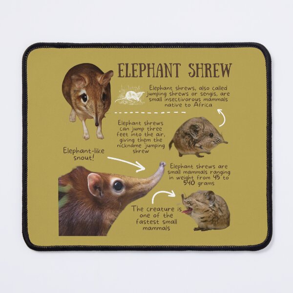 Item preview, Elephant Shrew Fun Facts designed and sold by KyleNesas.
