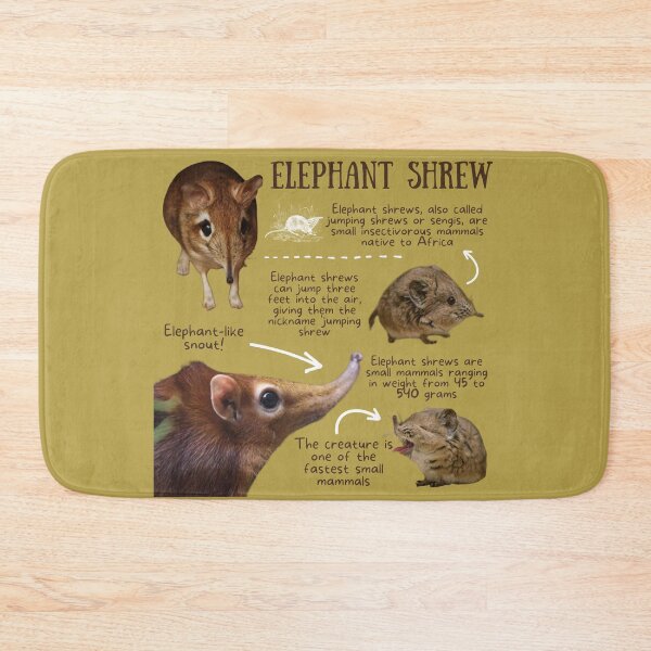Item preview, Elephant Shrew Fun Facts designed and sold by KyleNesas.