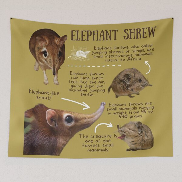 Item preview, Elephant Shrew Fun Facts designed and sold by KyleNesas.