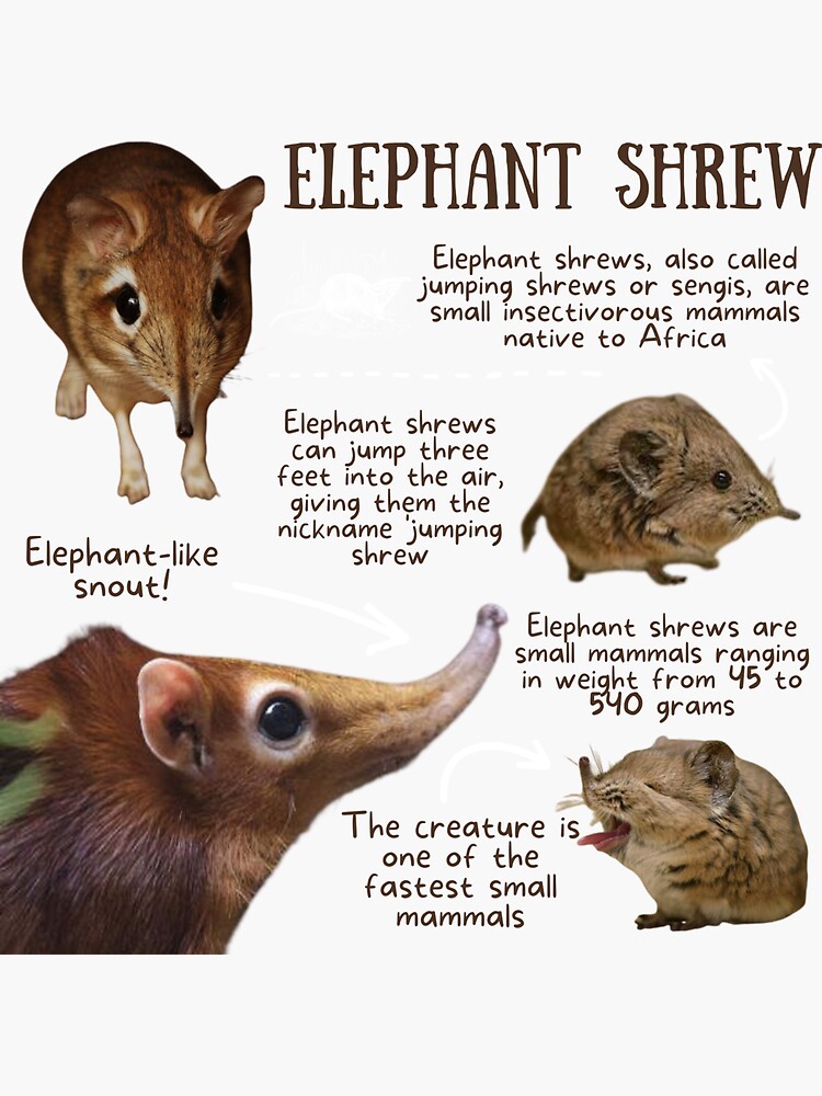 "Elephant Shrew Fun Facts" Sticker by KyleNesas | Redbubble