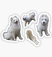 Samoyed Sticker Set (cloudthesamoyed) Sticker