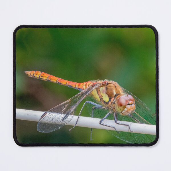 Item preview, Dragonfly designed and sold by LaHickmana.
