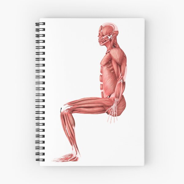 Item preview, STK700349H-Medical illustration of male muscles in a sitting position. designed and sold by StocktrekImages.