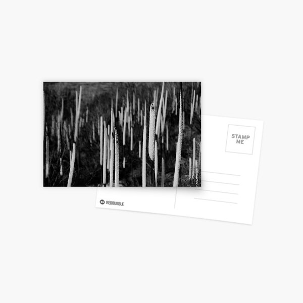 Grass trees Postcard