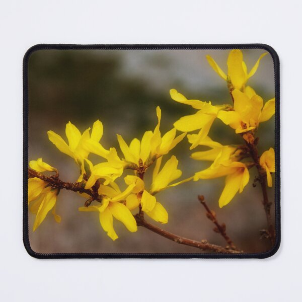Item preview, Spring Flowering Forsythia designed and sold by maureen bracewell.
