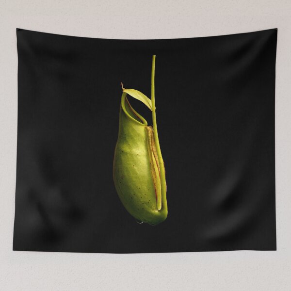 Item preview, Nepenthes tropical pitcher plant botanical drawing carnivorous plant designed and sold by Carnivorous  Plant Club ⭐⭐⭐⭐⭐.