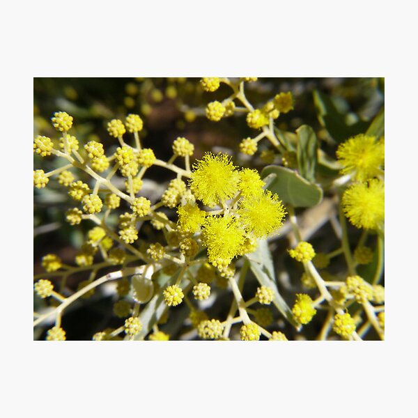 Item preview, Mt Morgan Wattle designed and sold by Linda Hitch.