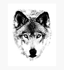 Wolf Face. Digital Wildlife Image. Photographic Print