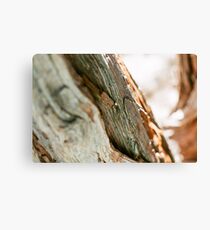 Aesthetic Tree Trunk Canvas Print