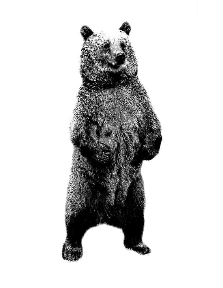 "Bear Standing Up. Wildlife Digital Engraving Image" by digitaleclectic