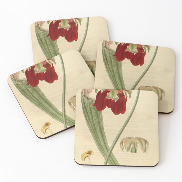 Item preview, Curtis's botanical magazine (Plate 3515) (8043266200) designed and sold by EsotericBotanic.